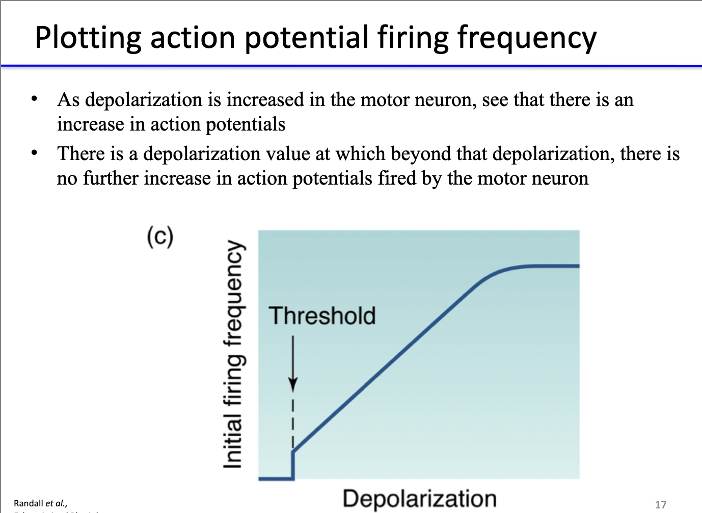 <ul><li><p>Increased depolarization → <strong>more action potentials</strong>.</p></li><li><p>Beyond a certain depolarization, <strong>firing rate plateaus</strong> (max frequency reached).</p></li></ul><p></p>