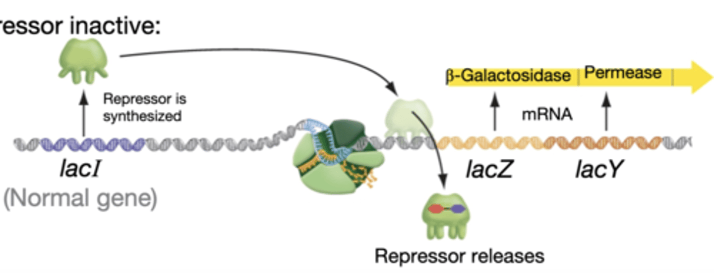 <p>-repressor inactive</p><p>-lactose (the inducer) binds to the repressor</p><p>-repressor releases from DNA and transcription occurs</p>
