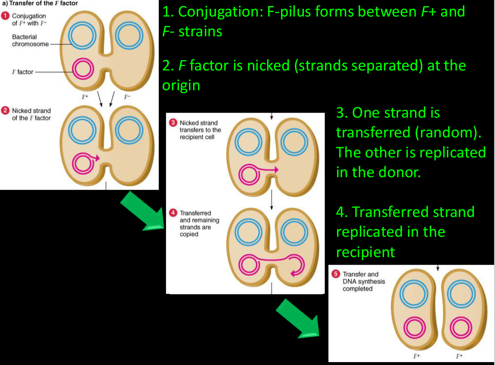 <p><span><span>1. Conjugation: F-pilus forms between F+ and F- strains<br>2. F factor is nicked (strands separated) at the origin<br>3. One strand is transferred (random). The other is replicated in the donor.<br>4. Transferred strand replicated in the recipient</span></span></p>