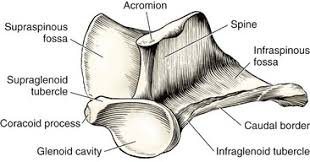 <ul><li><p><span>Flat and triangular</span></p></li><li><p><span>Lateral surface</span></p><ul><li><p><span>Spine</span></p><ul><li><p><span>Distal end: acromion</span></p></li></ul></li></ul></li><li><p><span>Distal end</span></p><ul><li><p><span>Glenoid cavity</span></p></li><li><p><span>Coracoid process</span></p></li></ul></li></ul><p></p>