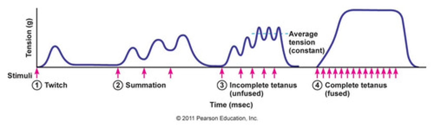 <p>twitch, wave summation, unfused, and fused</p>