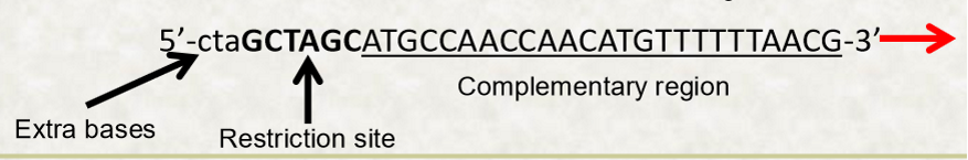 <ul><li><p>add restriction site to the 5’ end </p></li><li><p>ensure result is ‘in-frame’, can add a few extra bases to make cutting more efficient </p></li></ul><p></p>