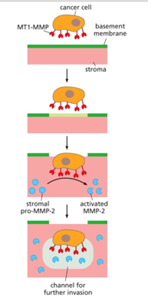 <p>Excess MMPs prohibit complete oxygenation of hemoglobin</p>