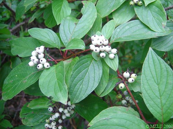 <p><span>svída bílá</span></p>