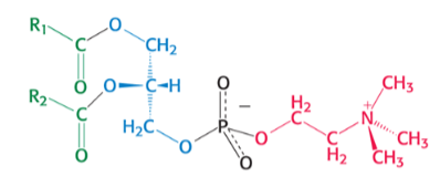 <p>which phospholipid is pictured ? </p>