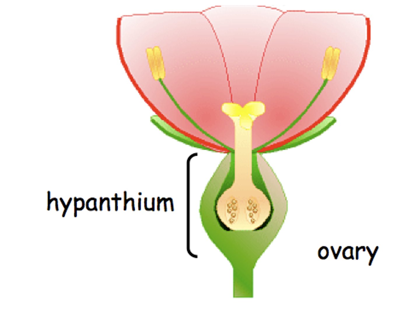 <p>A cup-shaped structure surrounding the ovary</p><p>- formed from the fusion of bases of the petals and sepals</p><p>---------------------------</p><p>HOW TO DESCRIBE POSITION</p><p>- bowl like</p><p>- cylindrical</p><p>- upside-down bell-like</p><p>- conical</p>