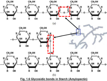 <p><span style="font-family: Arial, sans-serif">&gt; compact<br>&gt; highly branched structure<br>&gt; glucose units within and between branches are held together by glycosidic bonds<br>&gt; has two times glucose units than amylose</span></p><p></p>