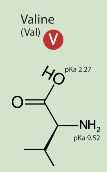<p>non polar hydrophobic</p>