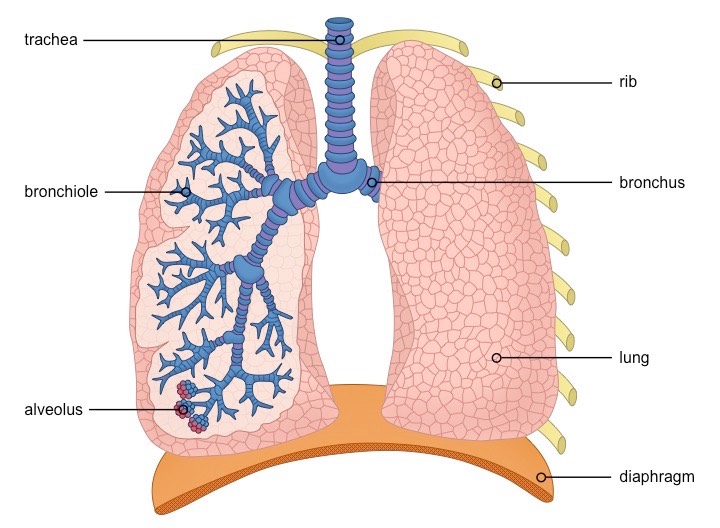 <ul><li><p><span style="font-family: Arial">Air enters the respiratory system through the nose or mouth.</span></p></li><li><p><span style="font-family: Arial">Passes through the pharynx —> </span><em><span style="font-family: Arial">trachea</span></em></p></li><li><p><span style="font-family: Arial">Trachea —> until it divides into two </span><em><span style="font-family: Arial">bronchi</span></em><span style="font-family: Arial"> which connect to the lungs</span></p></li><li><p><span style="font-family: Arial">The right lung is composed of three lobes, while the left lung is only comprised of two (smaller due to position of heart)</span></p></li><li><p><span style="font-family: Arial">Inside each lung, the bronchi divide into many smaller airways called </span><em><span style="font-family: Arial">bronchioles</span></em><span style="font-family: Arial"> = Increase SA</span></p></li><li><p><span style="font-family: Arial">Each bronchiole have </span><em><span style="font-family: Arial">alveoli</span></em><span style="font-family: Arial">, where gas exchange with the bloodstream occurs</span></p></li></ul>