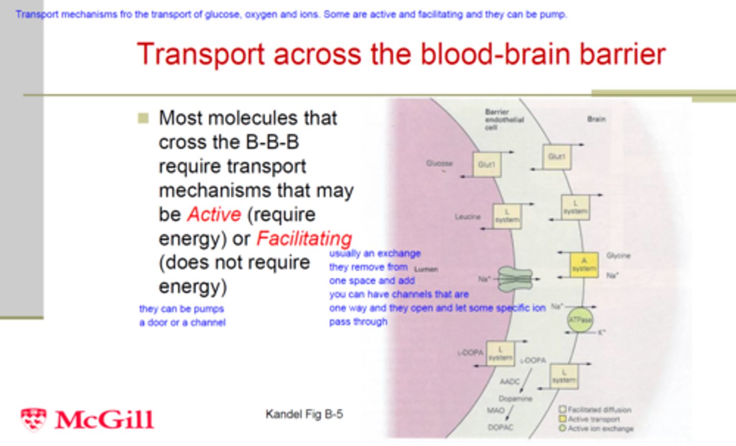 <p>Active transport</p><p>Lysine is attached to the amphetamine to make use of an active transport process.</p><p>Active transport is available in the brain for drugs which appear like/ are attached to glucose and amino acids. This is because, glucose and amino acids are accepted into the brain.</p><p>Amphetamines are a small molecule so it can be transported on the back of the lysine</p>
