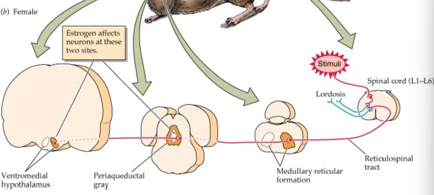 <p>VMH → periaqueductal gray → medullary reticular formation → reticulospinal tract → spinal cord</p>