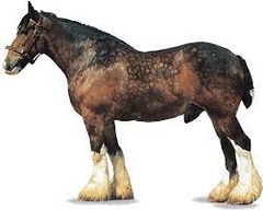 What horse breed?
