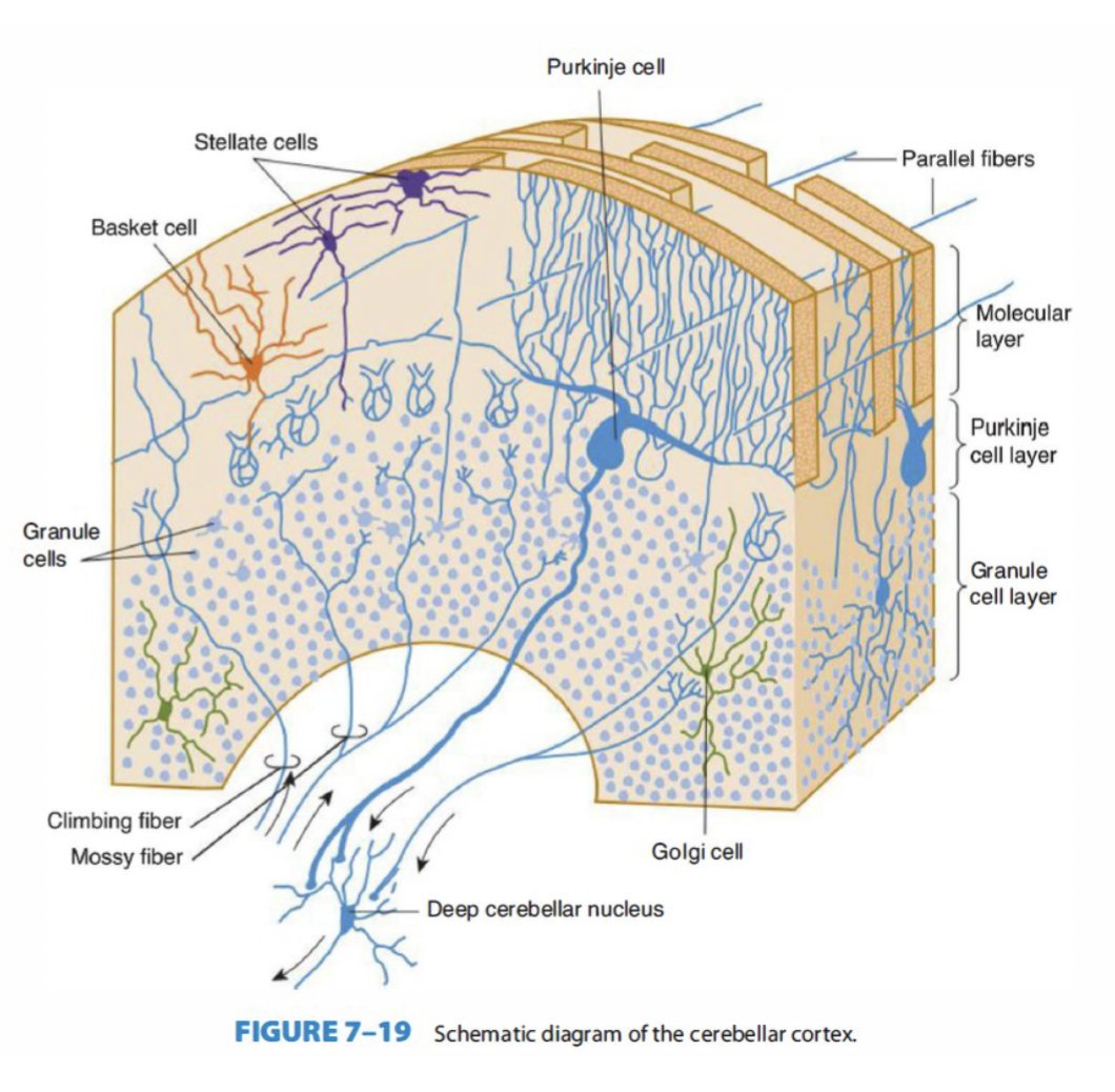 <p>The cerebellar cortex receives three types of afferent fibers:</p><ul><li><p><strong>Climbing fibers: </strong>Come from the inferior olivary nucleus</p></li><li><p><strong>Mossy fibers: </strong>Originate in the brainstem and spinal cord</p></li><li><p><strong>Beaded fibers/Monoaminergic varicose fibers:</strong> Form part of the monoaminergic modulatory. </p></li></ul><p></p>