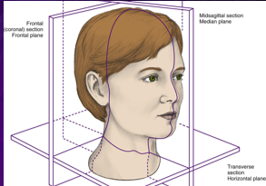 <ul><li><p>plane related to imaginary line dividing body into right and left halves</p></li></ul><p></p>