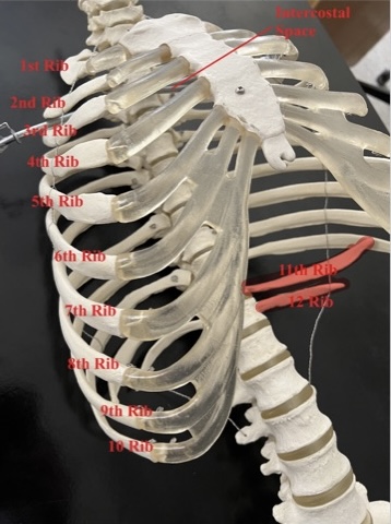 <p>11-12</p>
