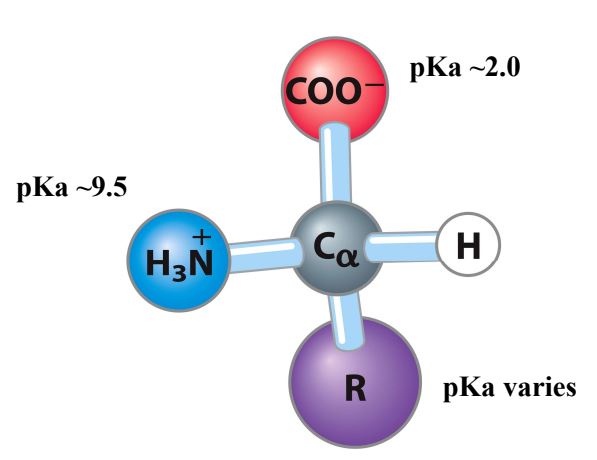 <p class="has-focus">PKa of a group is the pH at which half of the species are deprotonated (OH-); [HA] = [A − ] and half are protonated (H+)</p><ul><li><p class="has-focus">Carboxylic Group (COOH) ≈ 2</p></li><li><p class="has-focus">Amine Group (NH3) ≈ 10</p></li><li><p>R - Group ( Varies)</p></li></ul><p></p>