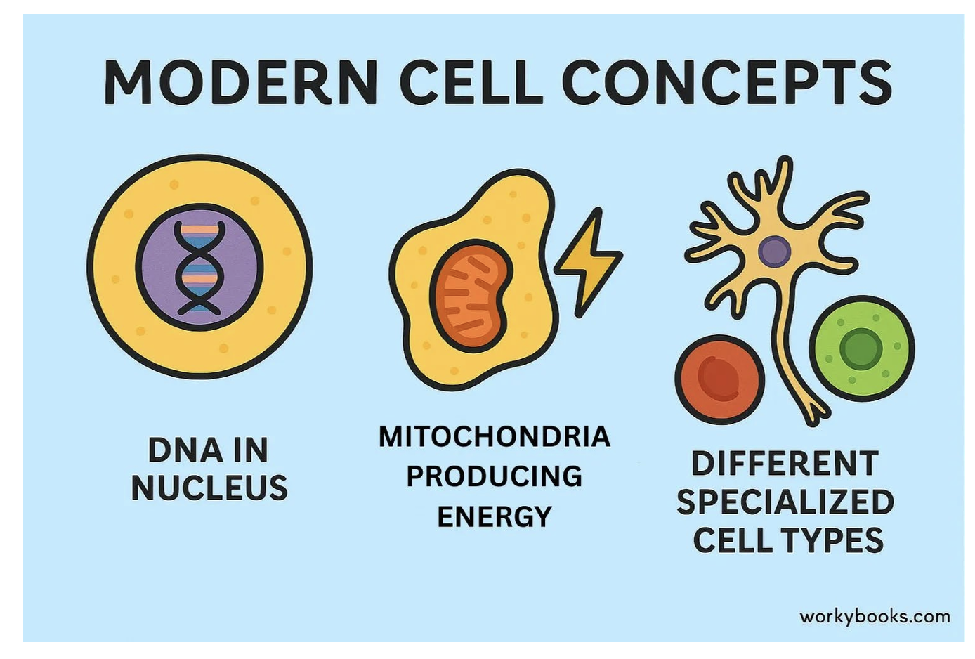 <ul><li><p><strong>Cellular basis of life:</strong> <u>All living things are made up of one or more cells.</u></p></li><li><p><strong>Cell as the basic unit:</strong> <u>The cell is the fundamental unit of structure and function in all living organisms.</u></p></li><li><p><strong>Cell division:</strong> <u>New cells arise only from pre-existing cells through division.</u></p></li><li><p><strong>Genetic material:</strong> Cells contain DNA, which carries the genetic information passed on to new cells during division.</p></li><li><p><strong>Energy flow within cells:</strong> All metabolic activity and energy flow occurs within cells.</p></li><li><p><strong>Chemical similarity:</strong> Cells from similar organisms have a similar chemical composition (Carbs, Lipids, Proteins, Nucleic Acids!)</p></li></ul><p></p>