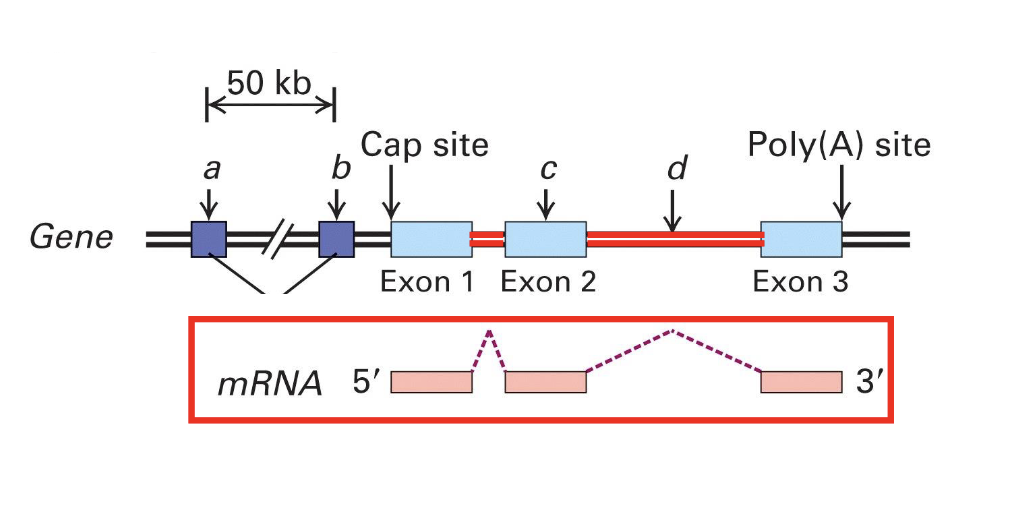 <p>separe the exons and are spliced out during mRNA processing</p><ul><li><p>aren’t used for the final product </p></li></ul><p></p>
