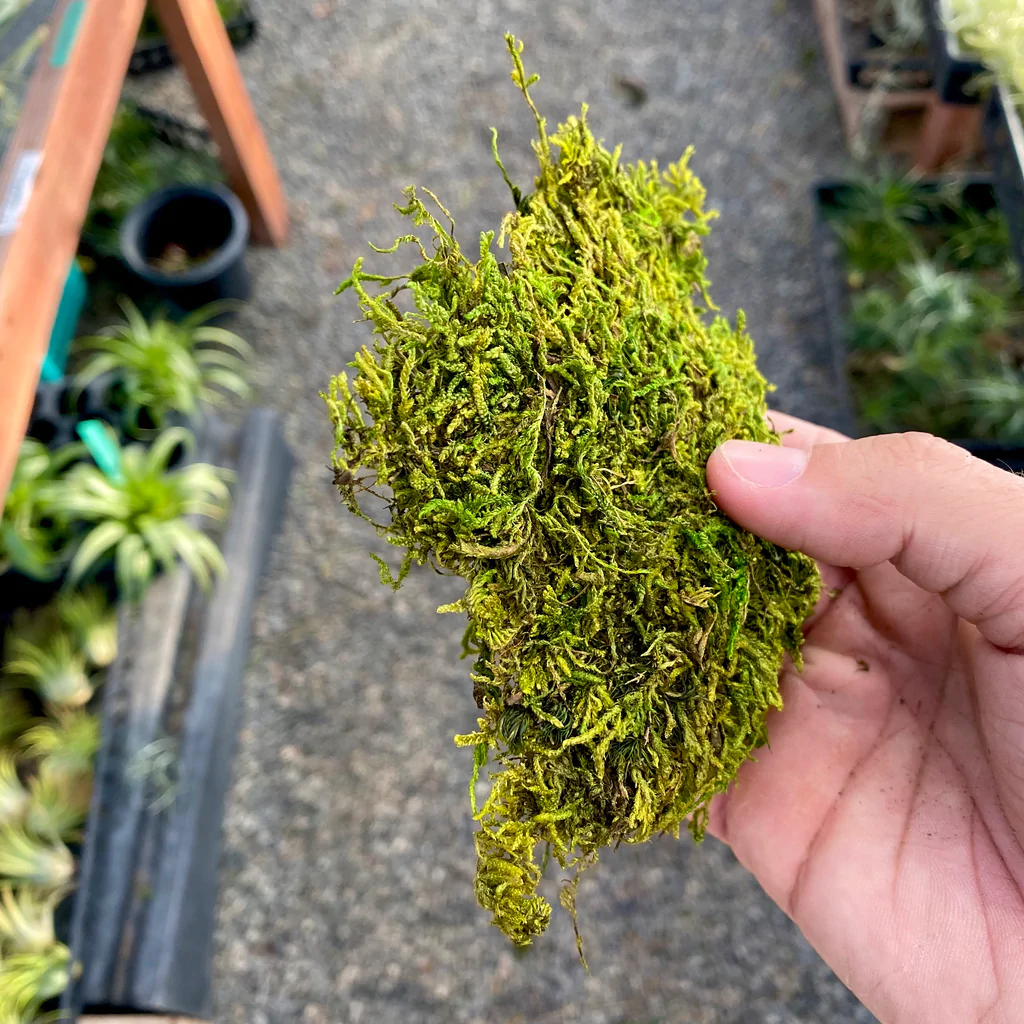 <p>fresh, green, flat sheets of natural moss</p>