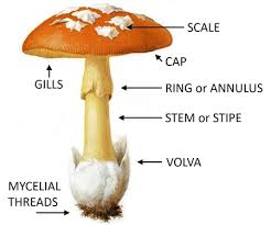 <p><span style="color: rgb(255, 255, 255);">cap (pileus)</span></p><p><span style="color: rgb(255, 255, 255);">stem (stipe)</span></p><p><span style="color: rgb(255, 255, 255);">gills</span></p>