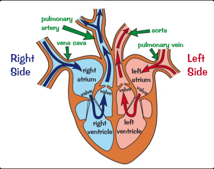 <ol><li><p>Blood flows into the two atria (plural version of atrium) from the vena cava(deoxygenated) and the pulmonary vein (oxygenated)</p></li><li><p>The atria both contract, pushing the blood into the ventricles </p></li><li><p>The ventricles contract, forcing the blood into the pulmonary vein and the aorta + out of the heart</p></li><li><p>The blood flows to the organs through the arteries + returns through the veins</p></li><li><p>The atria fill up and the cycle starts again</p></li></ol>