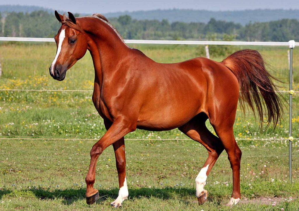 <p>I'm as hungry as a horse</p>