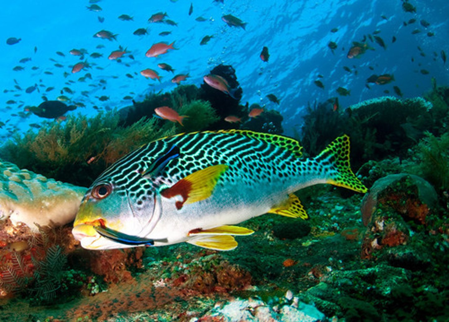 <p>морская флора и фауна</p>