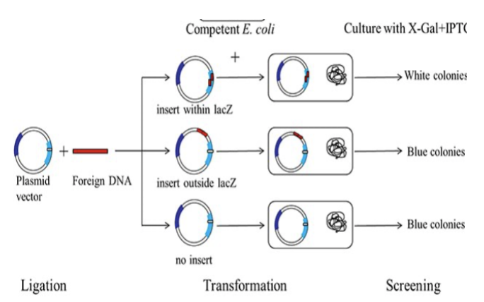 <p>lacZ: a gene that makes galactosidase </p><p>X gal: galactose with dye on media </p><p>outcomes: </p><ol><li><p>X gal (on plate) + galactosidase (LacZ is functional) = blue colonies grow</p></li><li><p>X gal (on plate) + no galactosidase (LacZ is NOT functional) = white colonies grow </p></li></ol><p>selection: </p><ul><li><p>we want to select for and clone white colonies: white colonies are white because they disrupted LacZ activity (which is what we intended for the disruption insertion to do)</p></li><li><p>we don’t want to select for blue colonies: blue colonies are blue because the disruption insertion ended up inserting outside of the LacZ gene or not inserting at all</p></li></ul><p></p>
