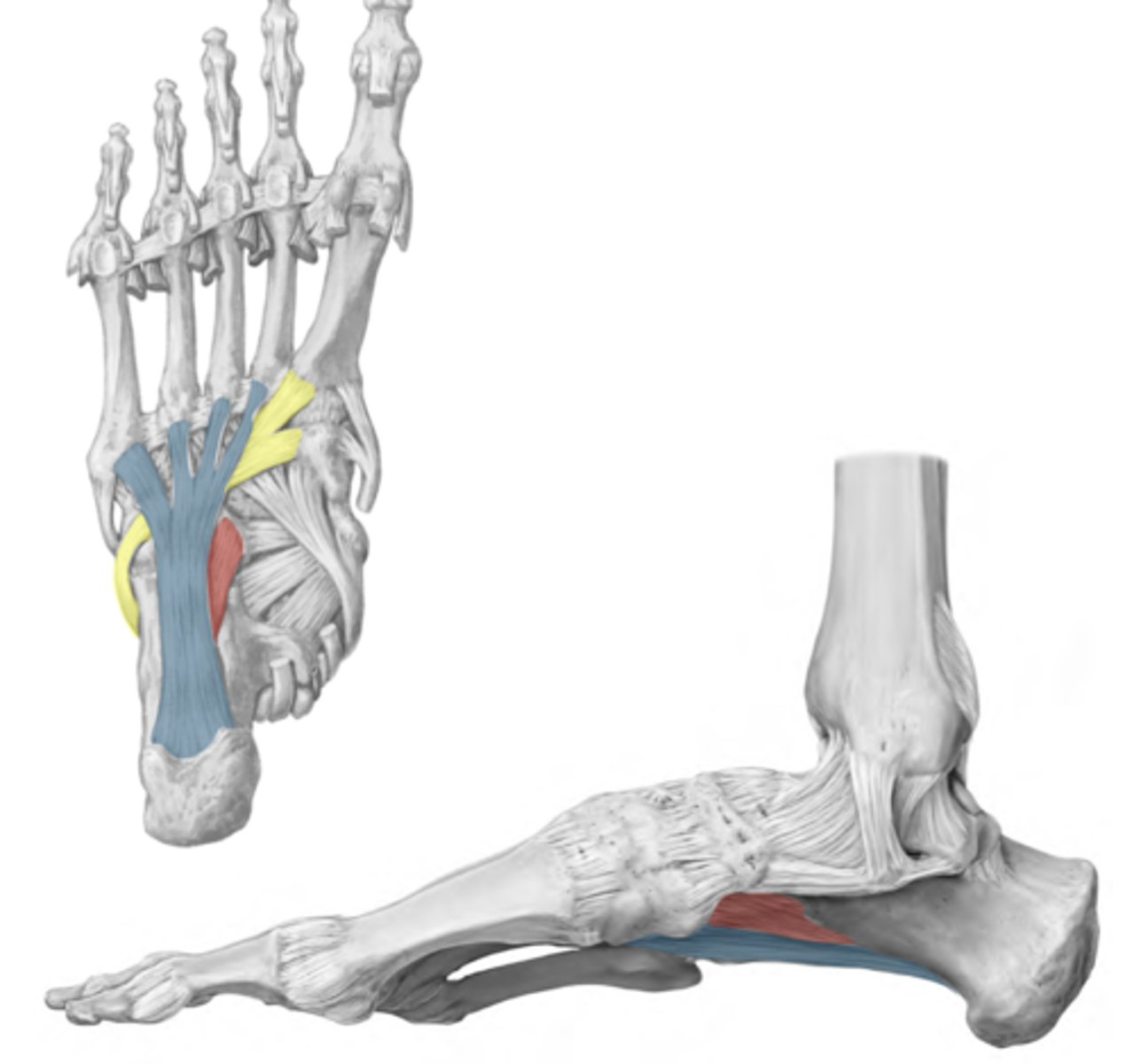 <p>BLUE</p><p>-Calcaneus to cuboid and lateral 4 metatarsal bases</p><p>-Supports longitudinal arches</p><p>-Creates a tunnel for the tendon of fibularis longus (yellow) </p>