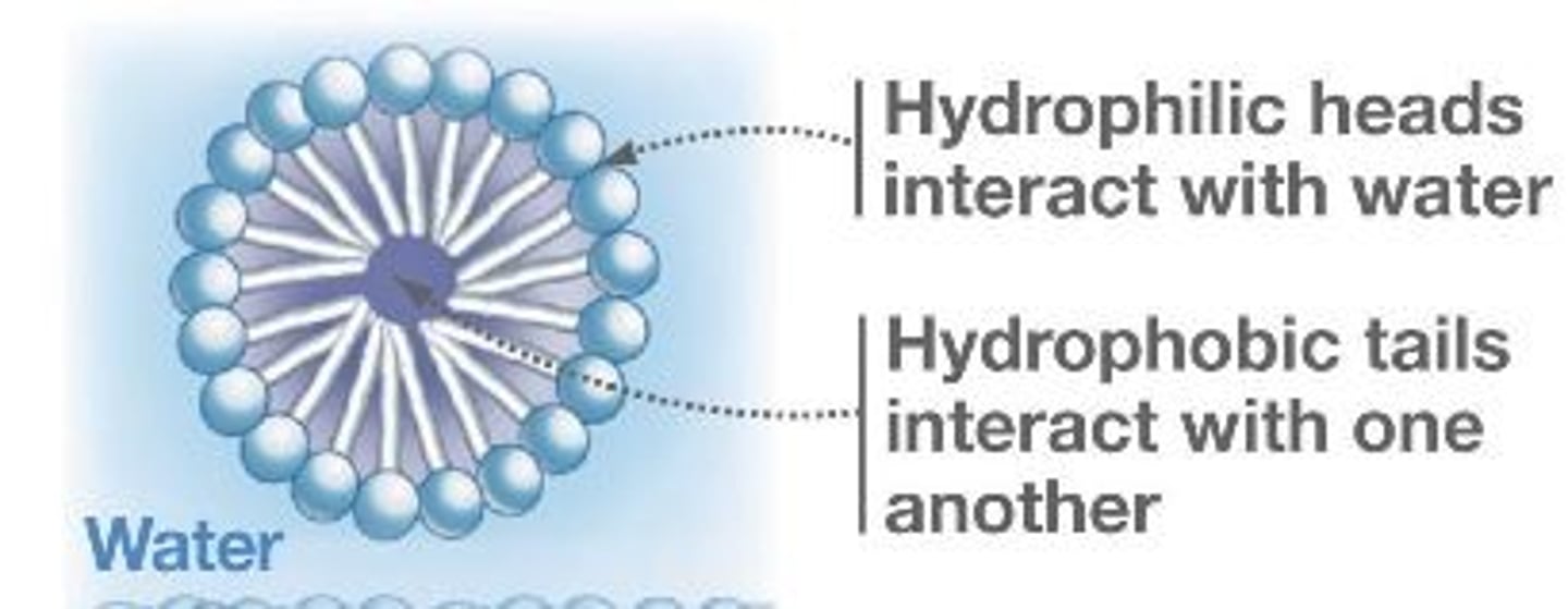<p>has a monolayer structure with a solid core (diameter is constrained)</p>