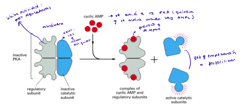<p>PKA</p><ul><li><p>Cuando está inactiva, está en forma de tetrámero:</p><ul><li><p>2 subunidades regulatorias</p></li><li><p>2 subunidades catalíticas inactivas</p></li></ul></li><li><p>Cuando se une el cAMP a las subunidades regulatorias, provoca que se liberen las dos subunidades catalíticas → forma activa, ya podrán fosforilar.</p></li></ul><p></p>