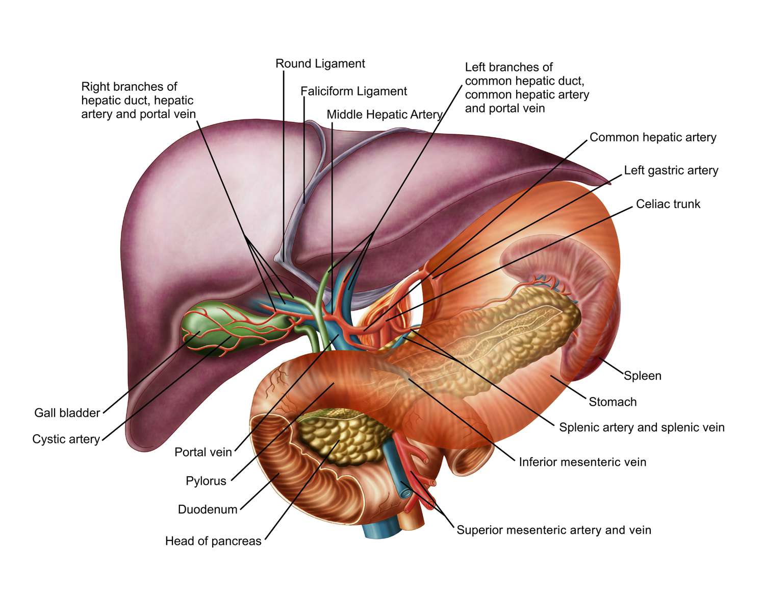 <p>a major blood vessel that supplies the liver with oxygen and nutrients; originates from the celiac trunk; branches off into proper hepatic artery and gastrodudenal artery; part of the hepatic portal system which carries blood from the gastrointestinal tract to the liver for detoxification and processing.</p>