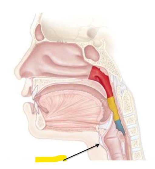 <p>What is this part of the neck?</p>
