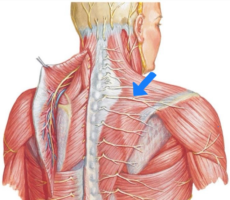 <p>Trapezius </p>