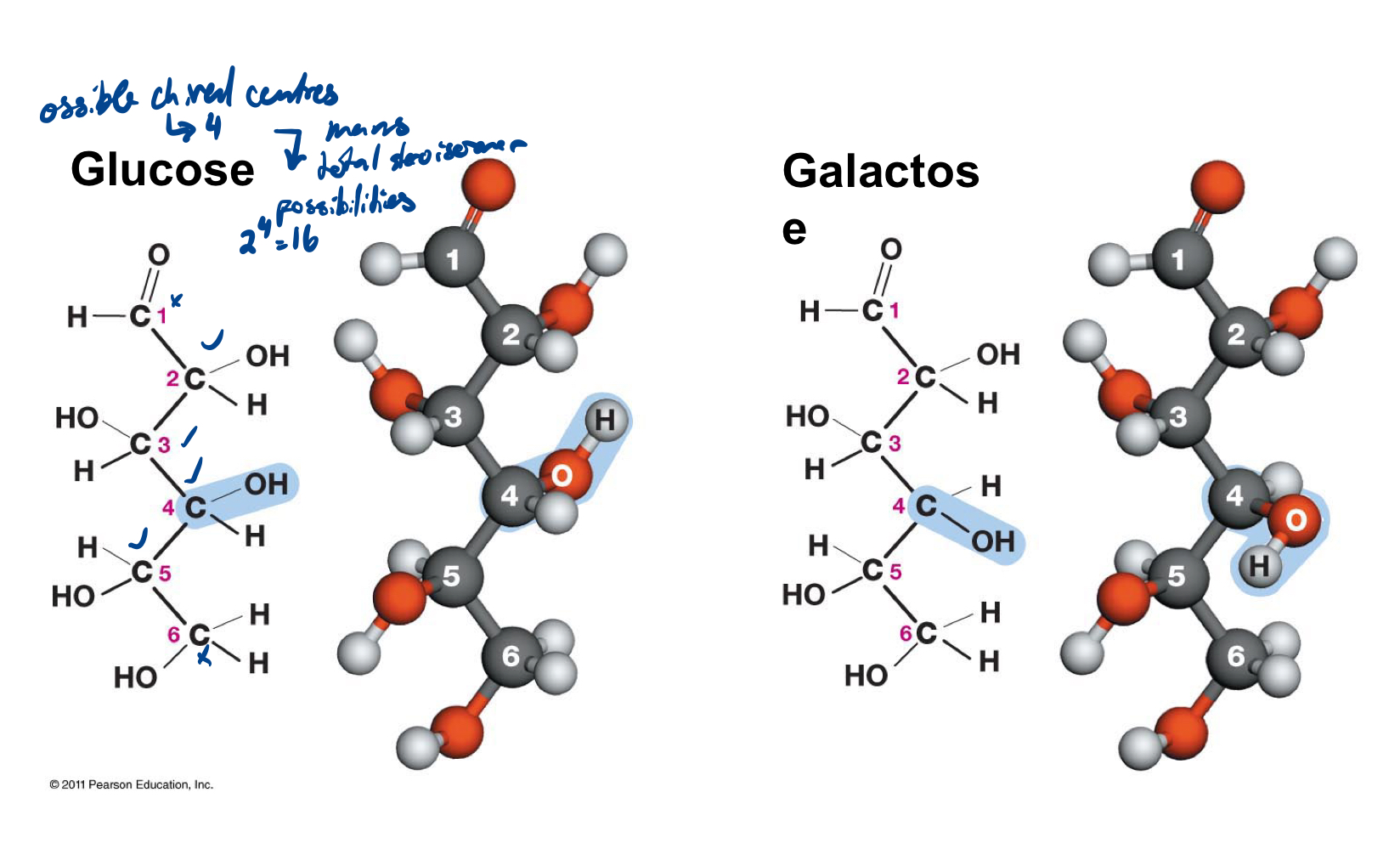<p>Glucose and galactose are two different optical isomers of this 6-carbon sugar.</p>