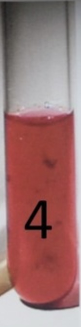 <p><span style="font-size: large;"><span>If the tube turns red after the addition of Zn, this indicates a…</span></span></p>