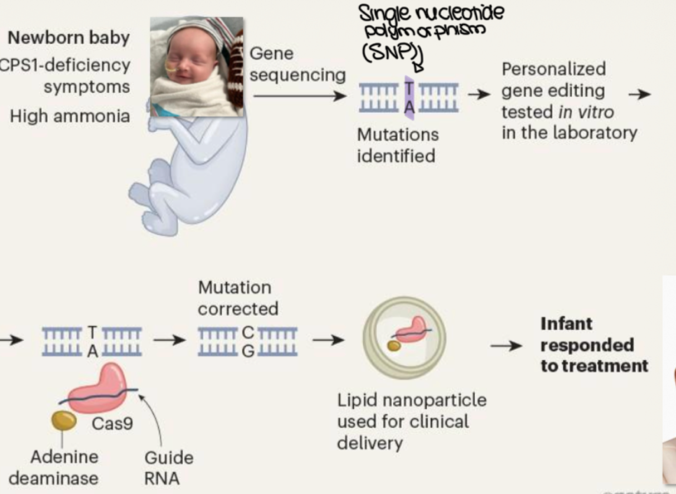 <p>CRISPR does single-base editing to correct _______ </p>