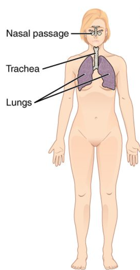 <p>Respiratory System</p>