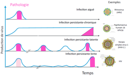 <ul><li><p class=""><strong>Infection persistante chronique</strong> → peut conduire à un cancer</p></li><li><p class=""><strong>HPV-16</strong> :<br>– Très <strong>prévalent dans les cancers du col</strong><br>– Mais dans <strong>la majorité des cas</strong>, il <strong>ne provoque pas de cancer</strong></p></li></ul><p></p>