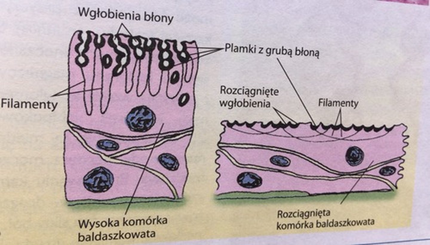<p>błona śluzowa jest pokryta nabłonkiem przejściowym (wielowarstwowy sześcienny). Powierzchniowe kom. nabłonkowe - komórki baldaszkowate - mają na swojej wolnej powierzchni liczne plamki zbudowane z białek. Plamki izolują hipertoniczny mocz od wody tkankowej. Dodatkowo kom baldaszkowate posiadają fałdy i wgłobienia.</p><p>Błona mięśniowa składa się z 3 warstw (najgrubsza zewn. warstwa).</p>