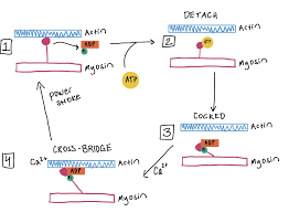 <p>resumo: miosina liga-se à actina (após liberação de Pi), realiza o golpe de força com liberação de ADP, ATP liga-se à miosina promovendo o descolamento, ATP é hidrolisado e “recarrega” a cabeça de miosina</p>