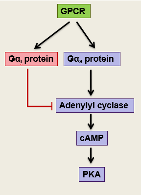 <ul><li><p><span>Bacterial infection of the lungs</span></p></li><li><p><span>Bordetella pertussis bacterium releases an active adenylyl cyclase domain so activates the signalling pathways by producing cAMP</span></p></li><li><p><span>Pertussis toxin renders G alphaI inactive (G alphaI inhibits adenylyl cyclase)</span></p><ul><li><p><span>Prevents natural way of turning off adenylyl cyclase so it cant bind to receptor so lots of stimulation</span></p></li></ul></li><li><p><span>Modifies G alphaI preventing association with GPCRs</span></p></li><li><p><span>Prolonged signal stimulates coughing</span></p></li></ul><p></p>