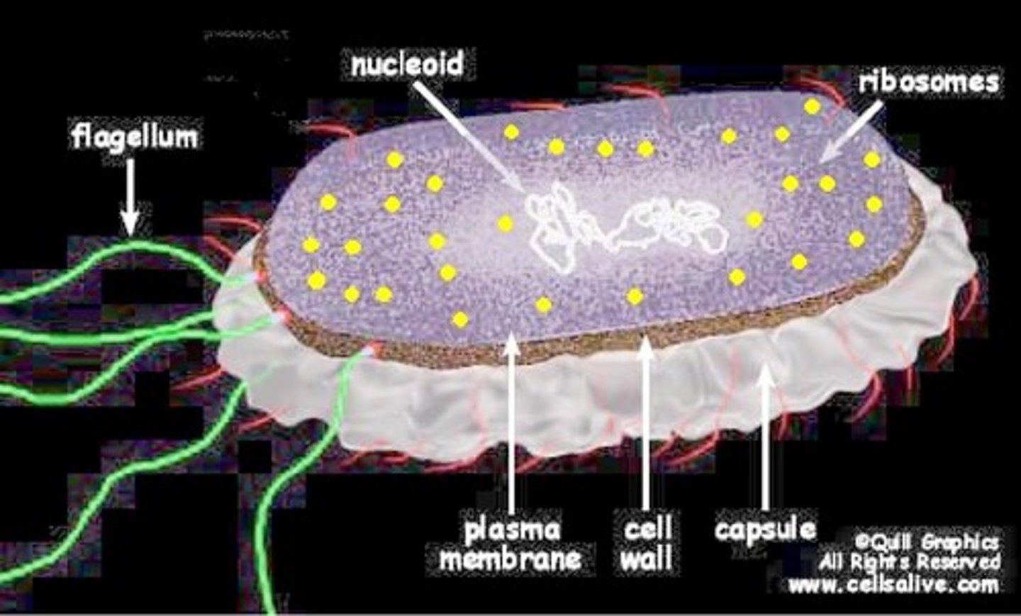 <p>a polysaccharide secreted outside the cell wall</p>