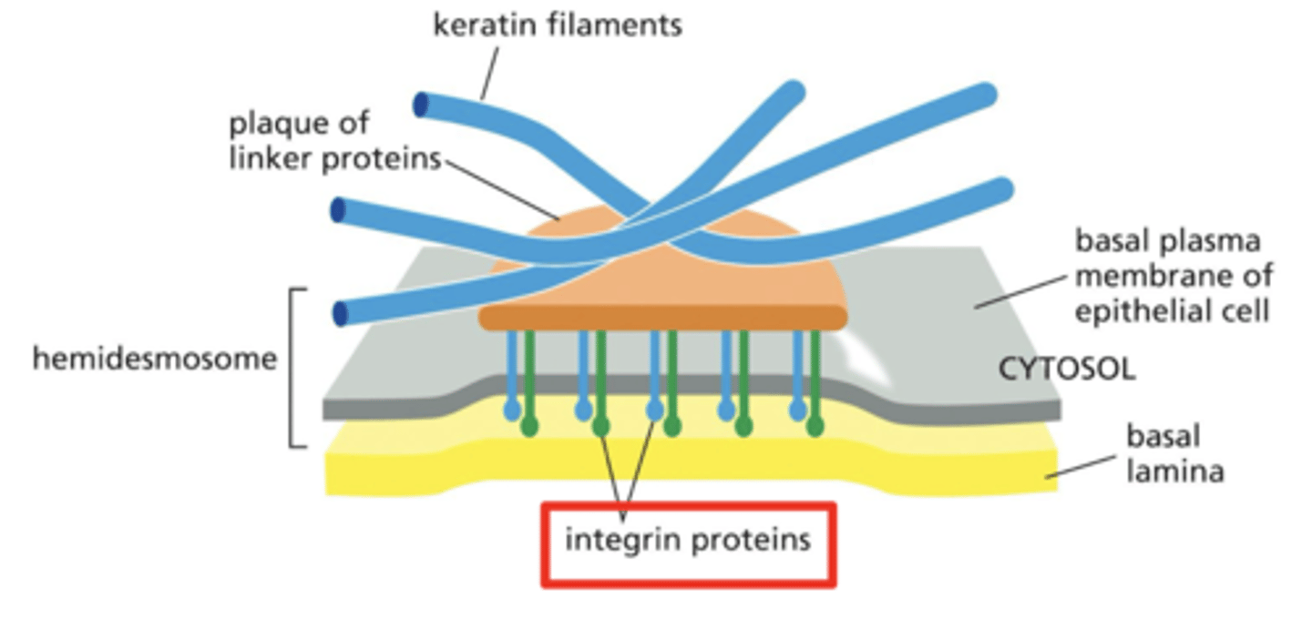 <p>link the cell to the ECM</p><p>integrins are transmembrane proteins on the surface of the cell</p><p>cluster into adhesive structures that can mediate cell-ECM interactions</p><p>components of focal adhesions and hemidesmosomes</p>