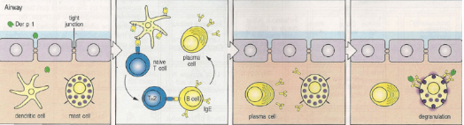 <p>Allergens such as Der p1 are taken up by dendritic cells, leading to Th2 priming. Th2 cells induce class switching to IgE, which binds to FcεRI on mast cells. Upon re-exposure, mast cell degranulation releases histamine, prostaglandins, and leukotrienes, causing inflammation characterised by increased vascular permeability, oedema, and mucus secretion.</p>