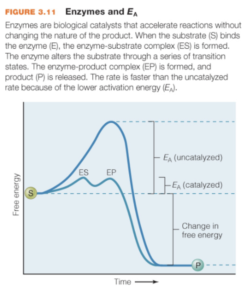 <p>reduce activation energy of a reaction (make S—&gt;P more likely to occur) increasing the rate of the reaction</p><p>S+E ←→ES←→ES*←→EP*←→EP←→E+P</p>