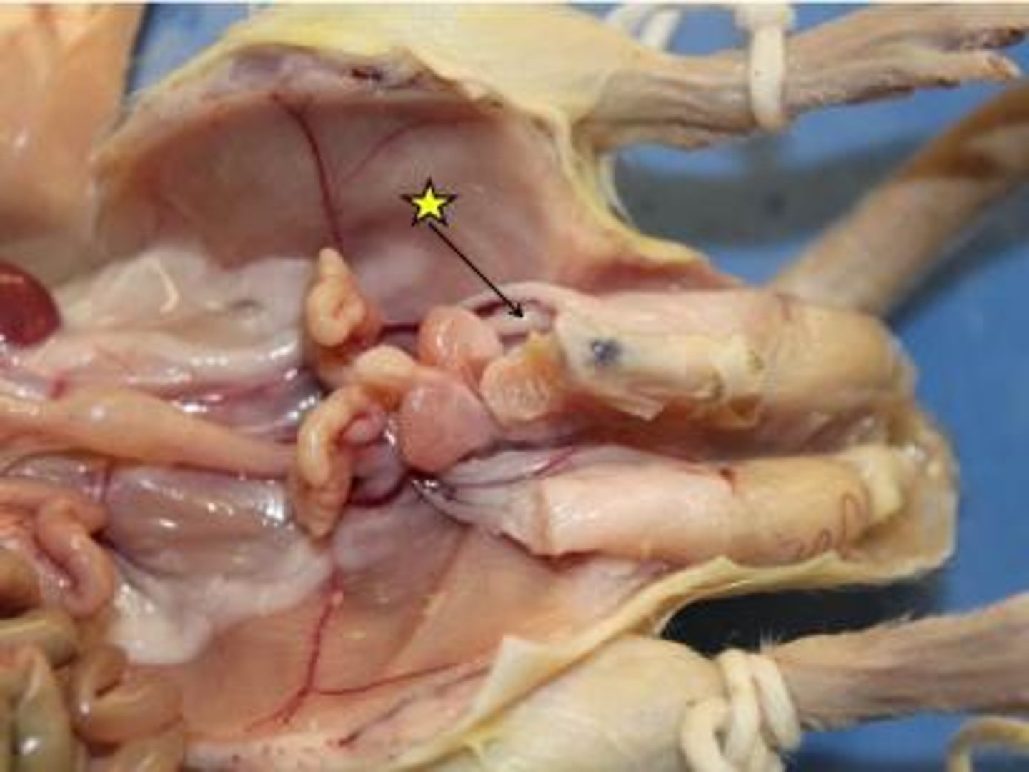 knowt flashcard image