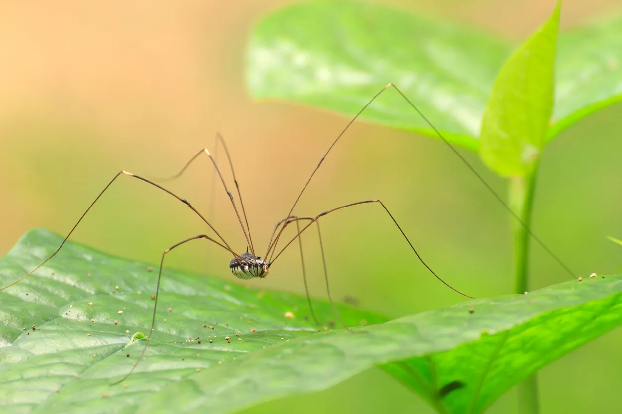 <p>harvestmen </p><p>looks like one giant segment, fused together</p><p>really long skinny legs</p><p>ex) daddy long legs</p>