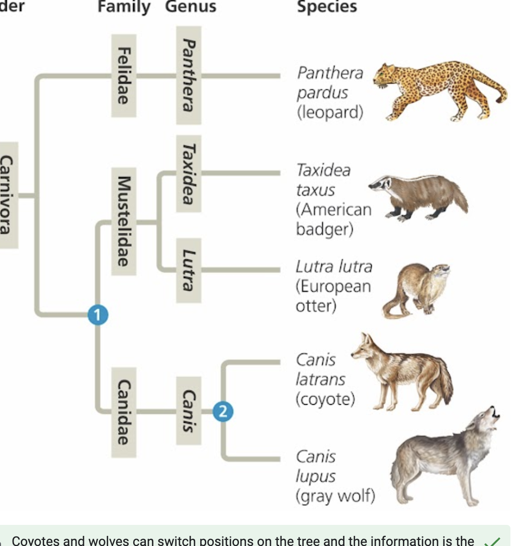 <p><span>Which of the following statements are true based upon the phylogenic tree below? Check all that apply.</span></p>