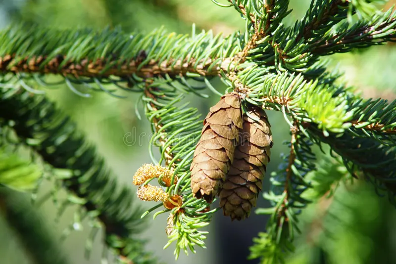 <p>Common name: White spruce</p><p></p><p>Genus: Picea</p><p></p><p>Species: glauca</p><p></p><p>Family: Pinaceae</p>